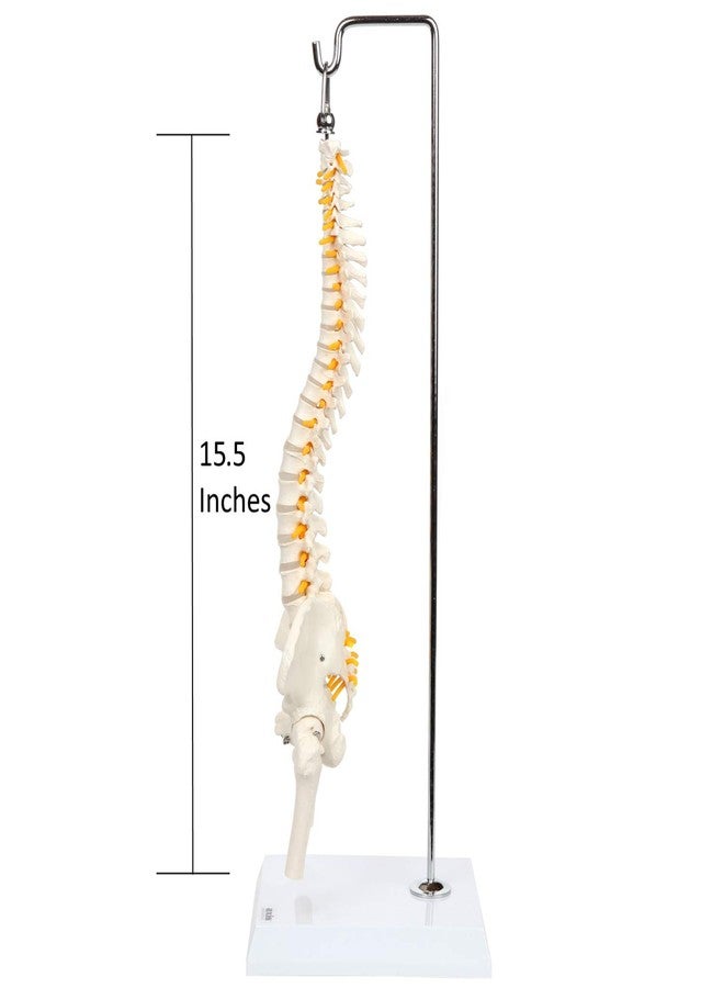 Axis Scientific Miniature Spine Anatomy Model, 15.5" Mini Vertebral Column Model Details Vertebrae, Spinal Nerves, Lumbar & Pelvis - Includes Stand, Product Manual, - Image 4